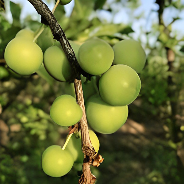 Kakadu Plum