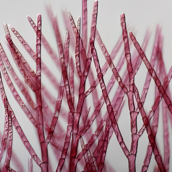 Hydrolyzed Rhodophyceae Extract