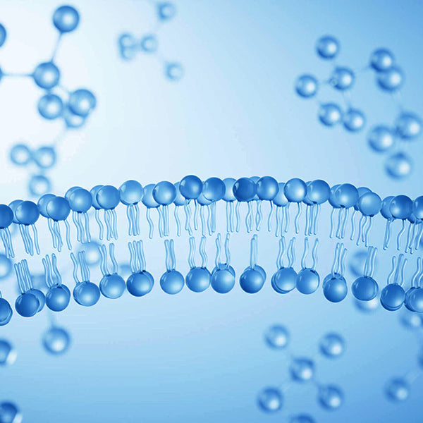 Glycosphingolipids & Glycolipids