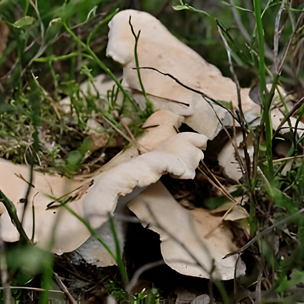 Albatrellus Confluens
