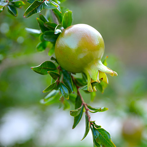 Pomegranate and Pumpkin Enzyme