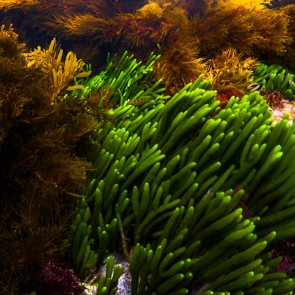 Seaweeds
