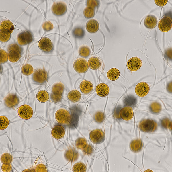 Microalga Dunaliella Salina
