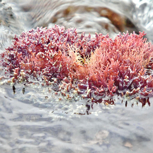 Red Marine Algae