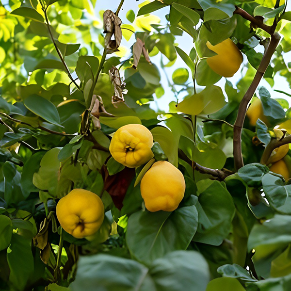 Cydonia Oblonga Leaf Extract