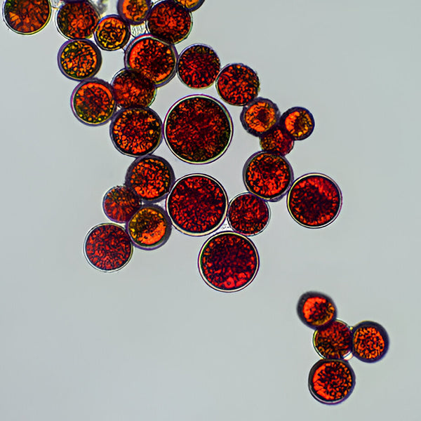 Porphyridium Cruentum and Pullulan