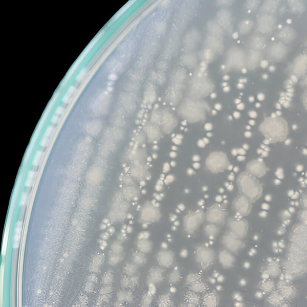 Bacillus Ferment