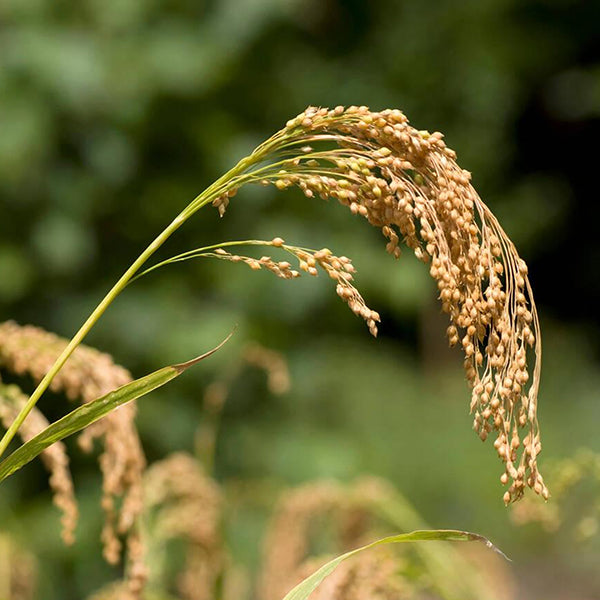 Fermented Golden Millet
