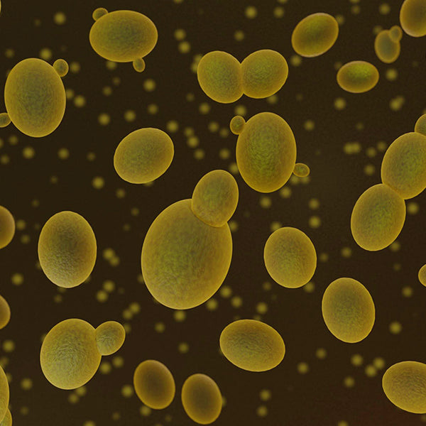 Saccharomyces Cerevisiae
