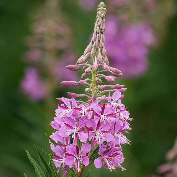 Unique Canadian Plant