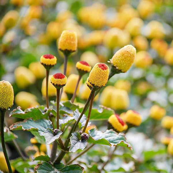 Acmella Oleracea Plant