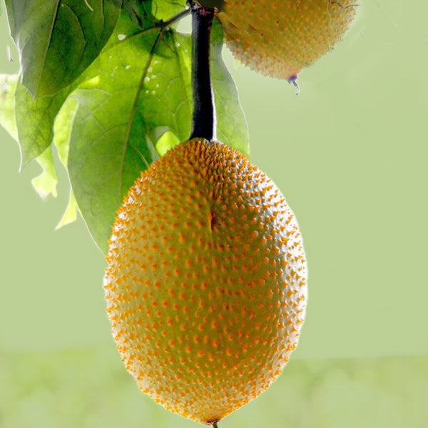 Baby Jackharides Extract