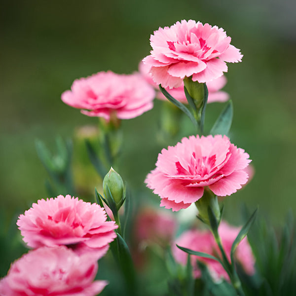 Dianthus Caryophyllus Flower Extract