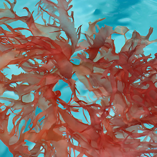 Algae Water