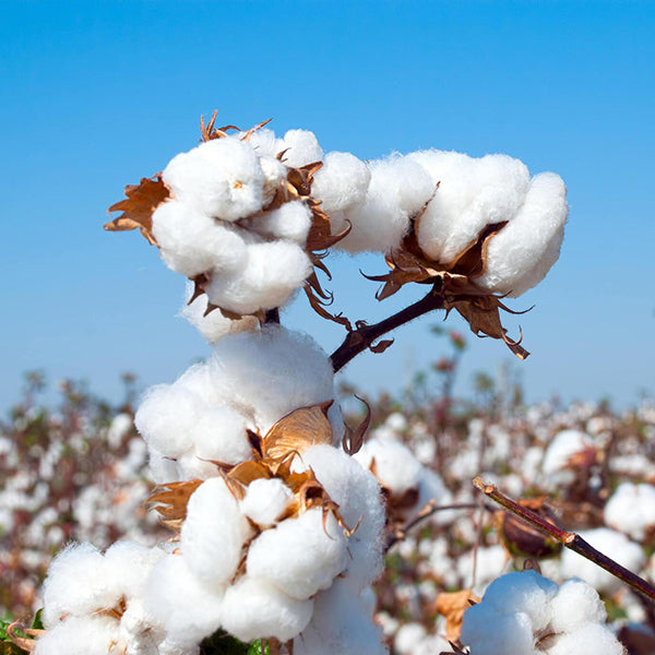 Cotton Seed Extract