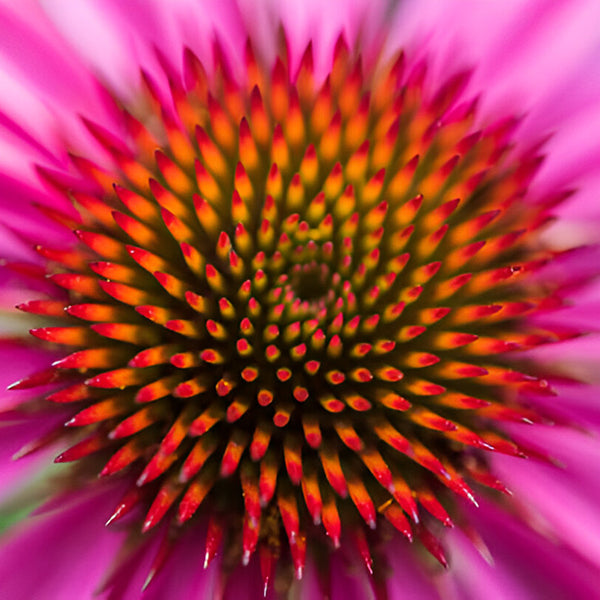 Echinacea Purpurea