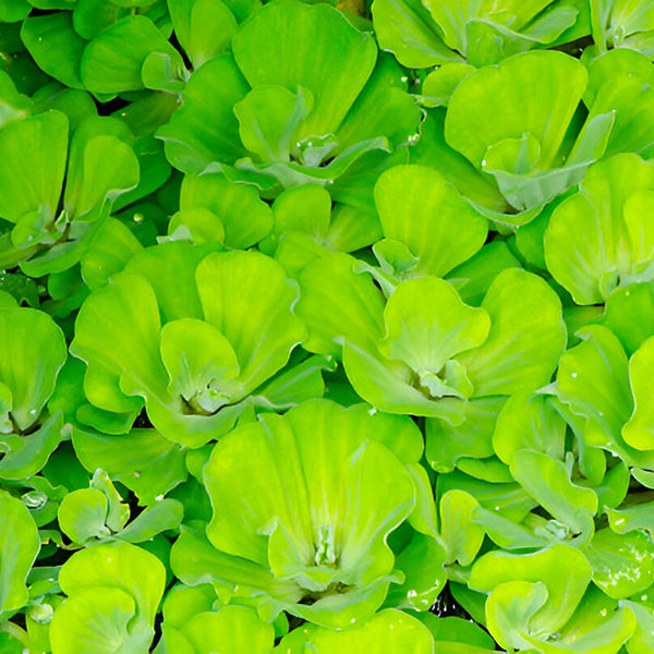 Spirodela Polyrhiza Extract