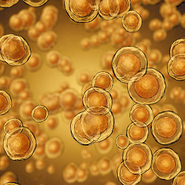 Sphingomonas Ferment Extract