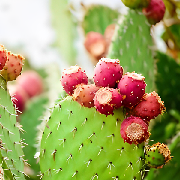 Cactus Extract