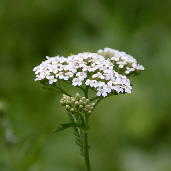 7 Swiss Mountain Plant Blend
