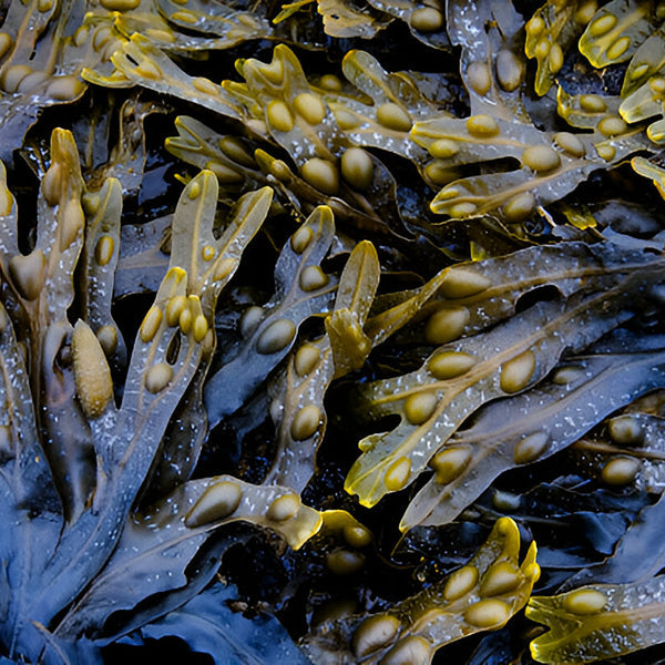 Sea Vegetal Extract