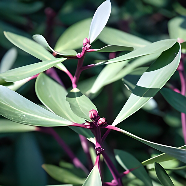 Pepper Berry Extract