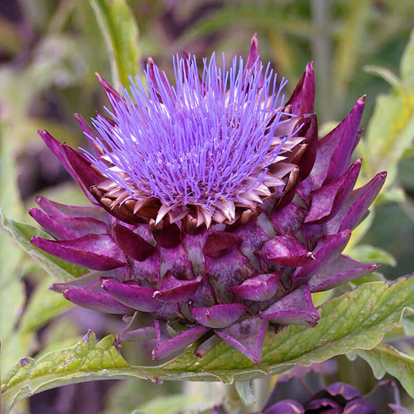 Artichoke Leaf Extract