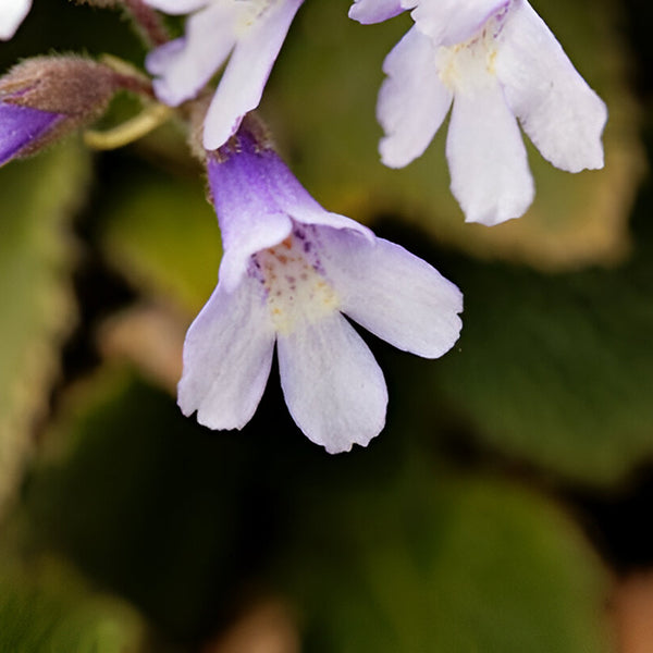 Haberlea Rhodopensis