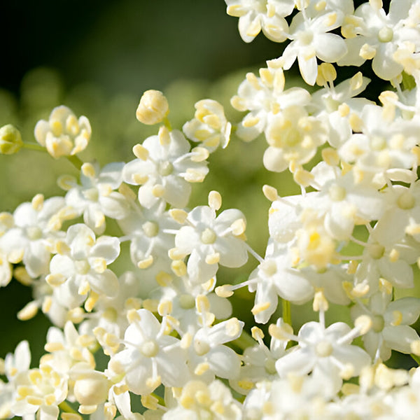 Elderberry Flower