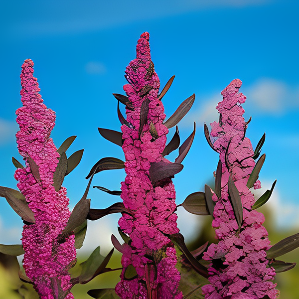 Quinoa Seed Extract