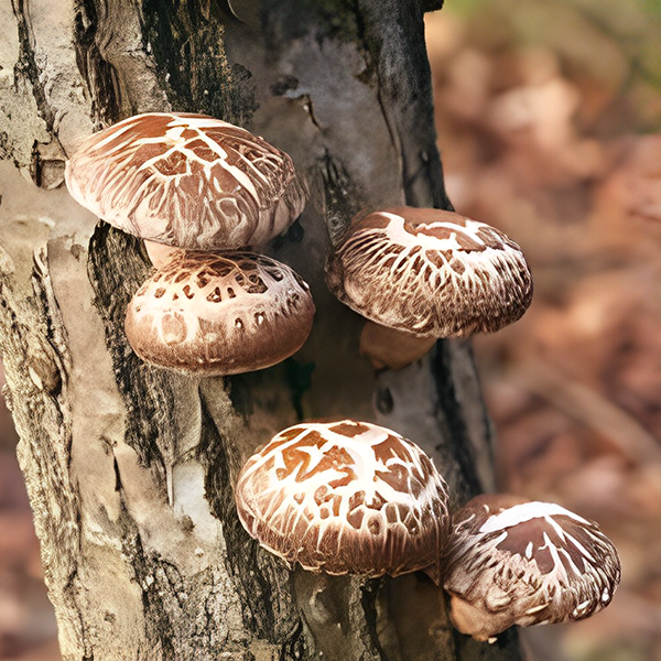 Shiitake Mushroom Ferment