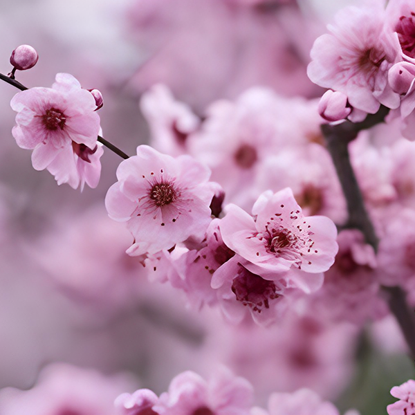 Cherry Blossom