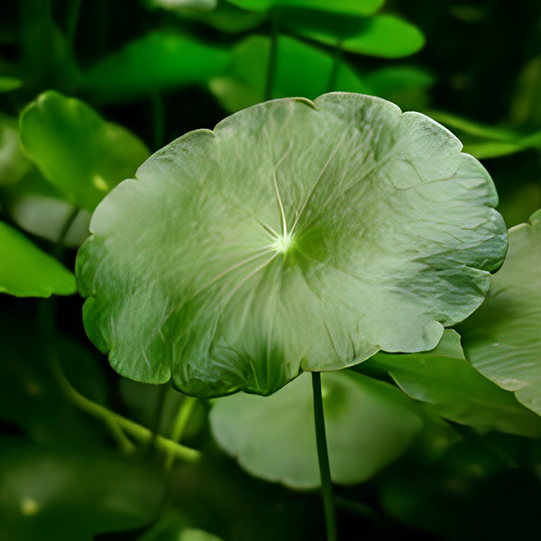 Centella Asiatica