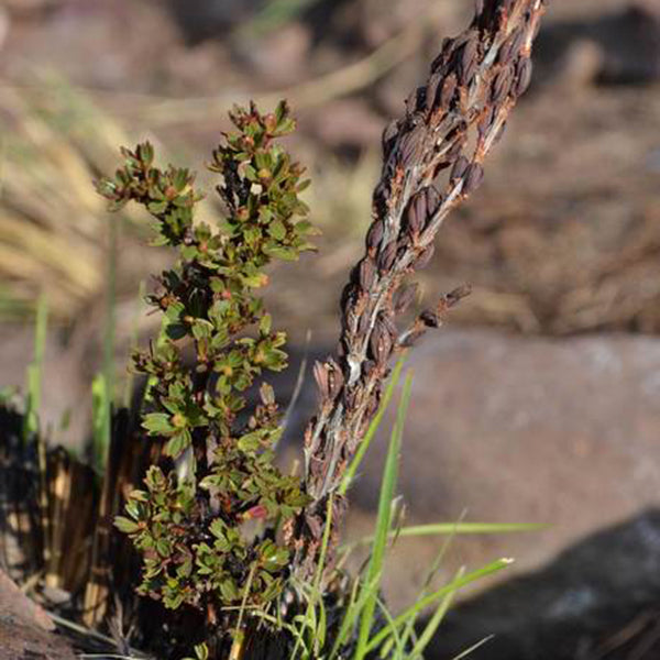 Myrothamnus Flabellifolia