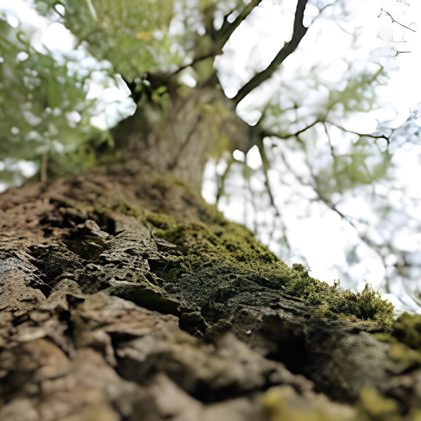 White Willow Bark Extract