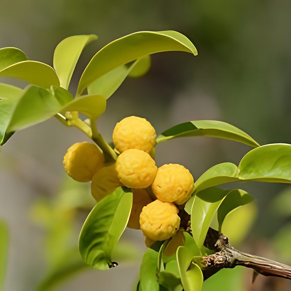 Maclura Leaf Extract